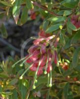 Grevillea banyabba