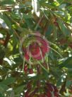 Grevillea banyabba