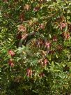 Grevillea banyabba