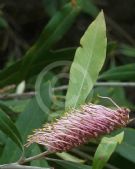 Grevillea barklyana barklyana