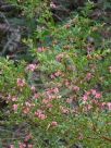 Grevillea baueri baueri