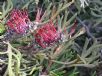 Grevillea beadleana