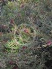 Grevillea beadleana