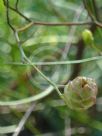 Grevillea bracteosa