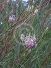 Grevillea bracteosa