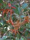 Grevillea brevifolia