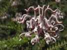 Grevillea buxifolia