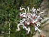 Grevillea buxifolia