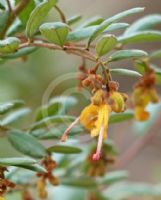 Grevillea chrysophaea