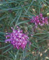 Grevillea confertifolia