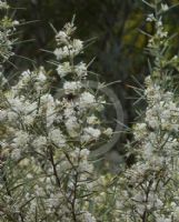 Grevillea curviloba incurva