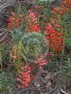 Grevillea dielsiana