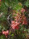 Grevillea dielsiana