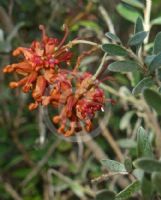 Grevillea diminuta