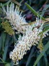 Grevillea exul exul