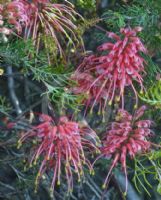 Grevillea fililoba