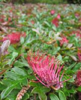 Grevillea gaudichaudii