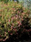 Grevillea georgeana