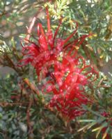 Grevillea humifusa