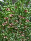 Grevillea iaspicula