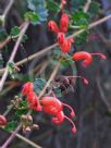 Grevillea infundibularis