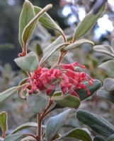 Grevillea irrasa irrasa