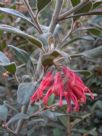 Grevillea irrasa irrasa