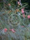 Grevillea johnsonii