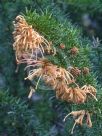 Grevillea juniperina