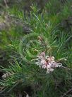 Grevillea juniperina