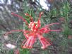 Grevillea juniperina