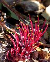 Grevillea laurifolia