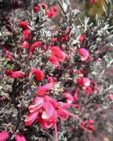 Grevillea lavandulacea