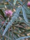 Grevillea longifolia