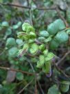 Grevillea mucronulata