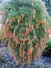 Grevillea nana