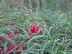 Grevillea nudiflora