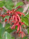 Grevillea oxyantha