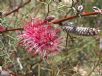 Grevillea paradoxa