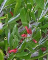 Grevillea pauciflora