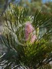 Grevillea petrophiloides petrophiloides