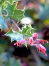 Grevillea pilosa