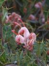 Grevillea pilosa