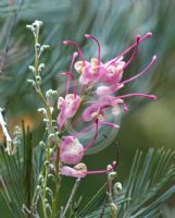 Grevillea plurijuga plurijuga