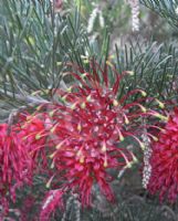 Grevillea preissii preissii