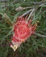 Grevillea rigida rigida