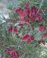 Grevillea rosmarinifolia