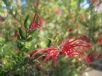 Grevillea speciosa