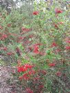 Grevillea speciosa