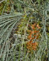 Grevillea stenomera